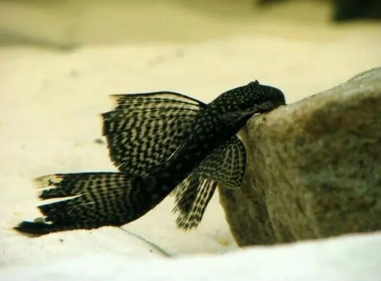 Анцитрус вуалвый