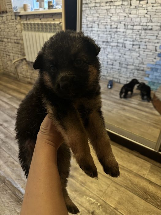 Восточно-европейская овчарка