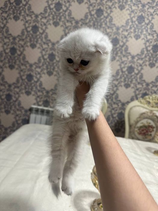 Mushuk scottish fold serebristaya shinshilla. Серебристая шиншилла кот