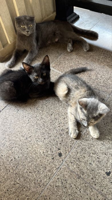 Отдам кошку и котят