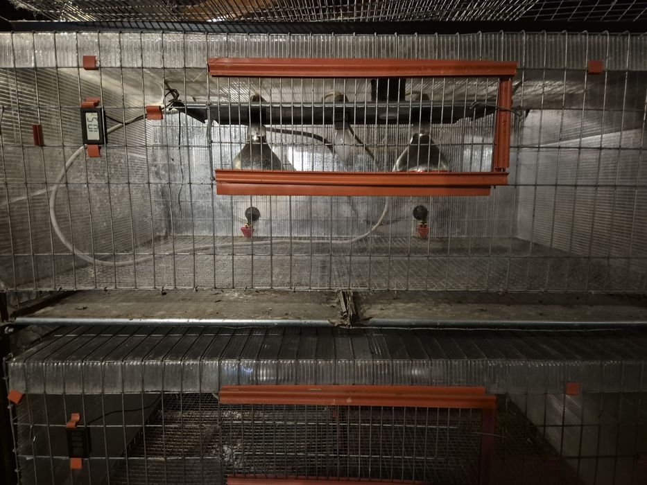 Prepelite cusca, incubator, maternitate