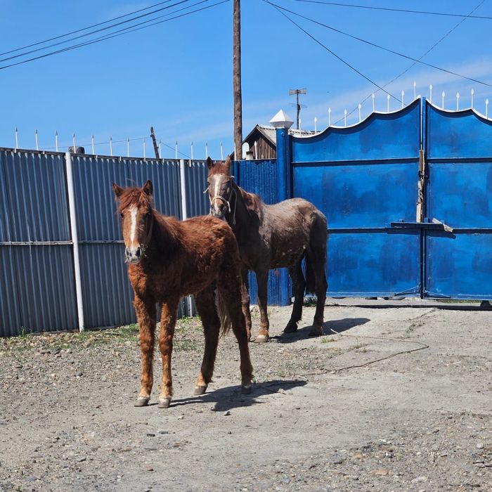 Продам кобылу с жеребенком