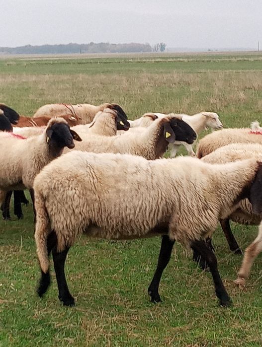 Oi carabase de Vanzare