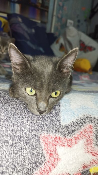 Котенок, 3 месяца, мальчик