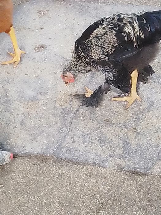 Cocoși și puici de vânzare