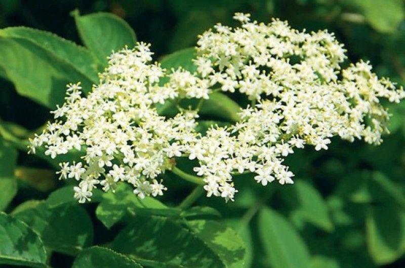 Arbusti (Soc Parfumat )