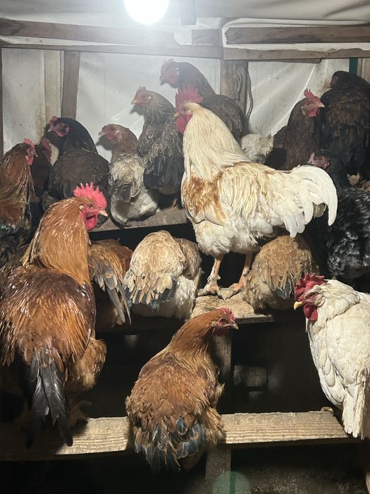 Продам петуховвв