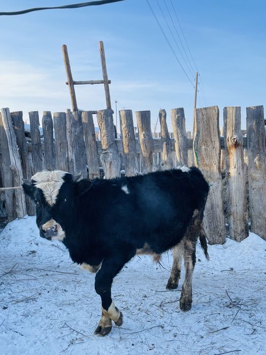 Продается быки.