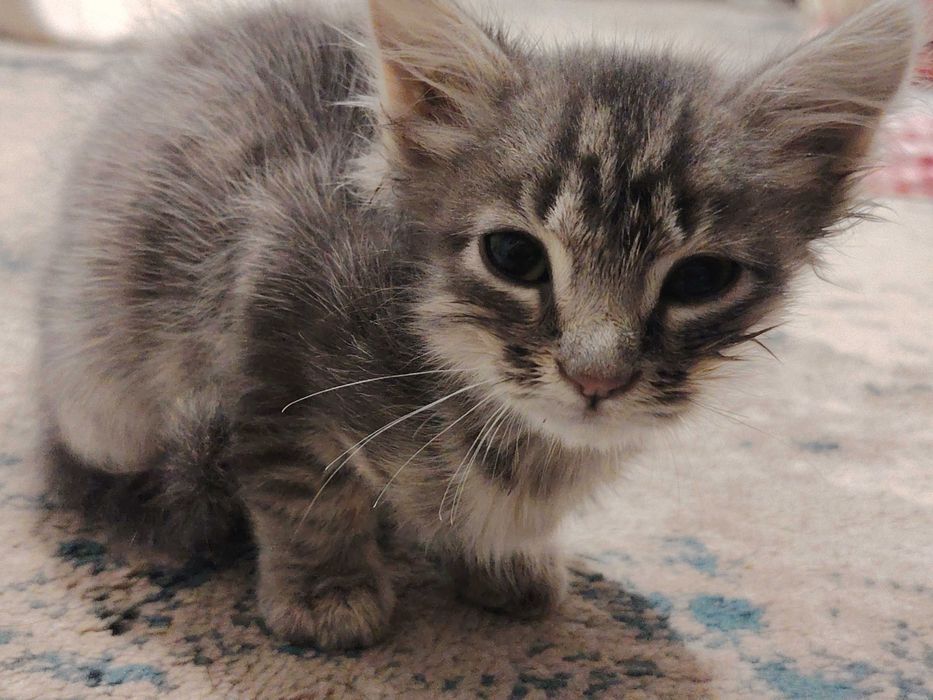 Маленькая кошка ищет дом 4-х недель мальчик