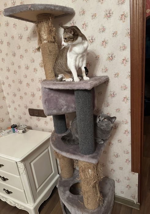 Когтеточка для кошек бу