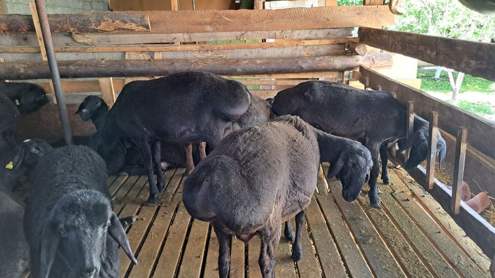 Кой сатылады.Семіз