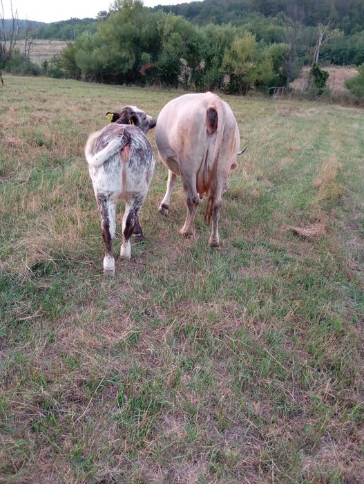Vaca  cu  vitea .