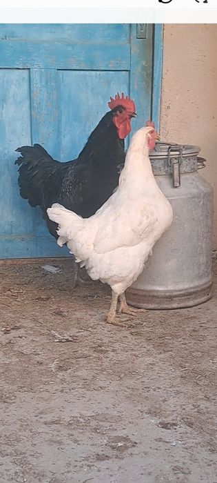 Гигант балапандар 4 ай