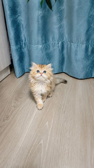 Продаётся чистокровная британская девочка золотая шиншилла