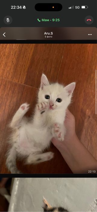 Котята чистые, домашние