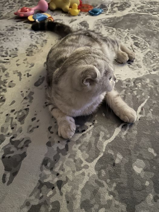 Шотландская вислоухая кошка