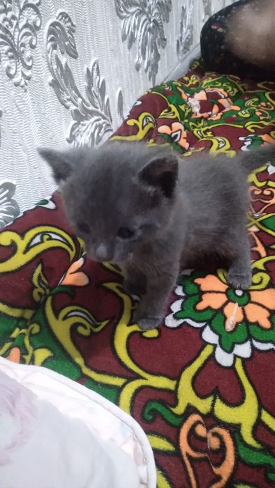 Skottish Fold mushukcha