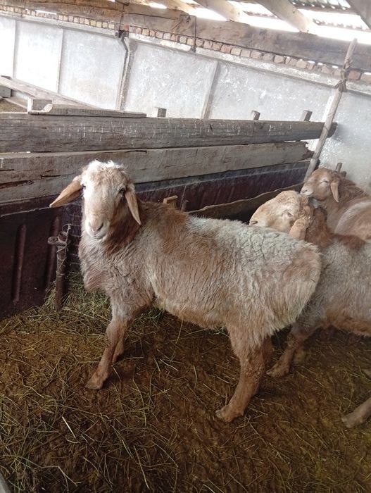 Қошқарлар сатылады.