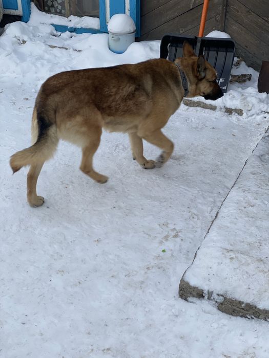 Собака ищет новый дом