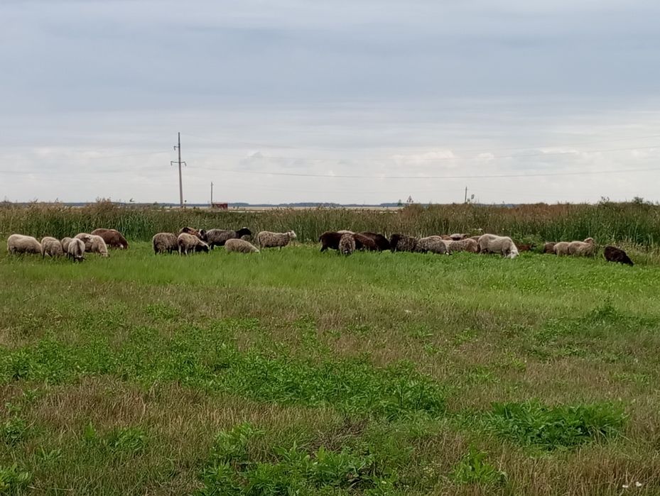 Продам баранов 53 головы