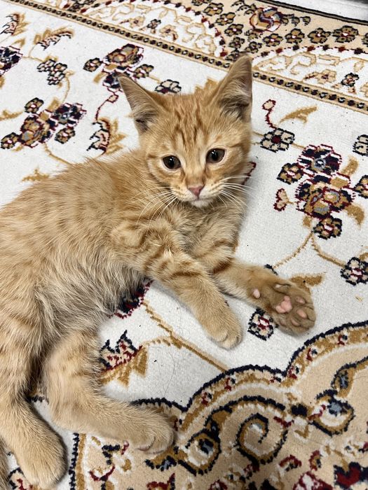 Отдам котенка сладкого