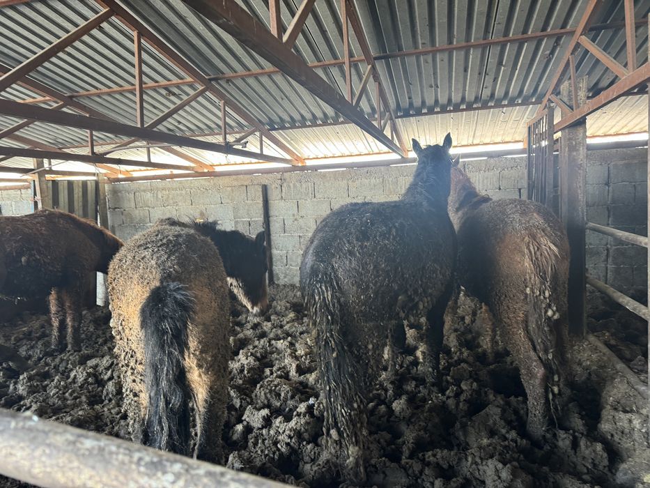 Семыз жілқілар сатлмда