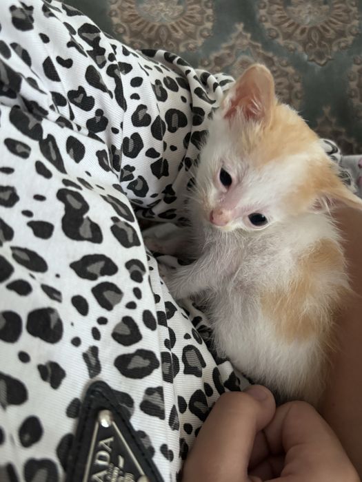 Котята девочки , отдам в добрые ручки