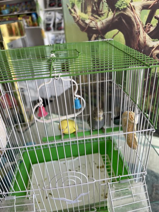 Sayroki papugaylar bitta para qafasi bn sotiladi