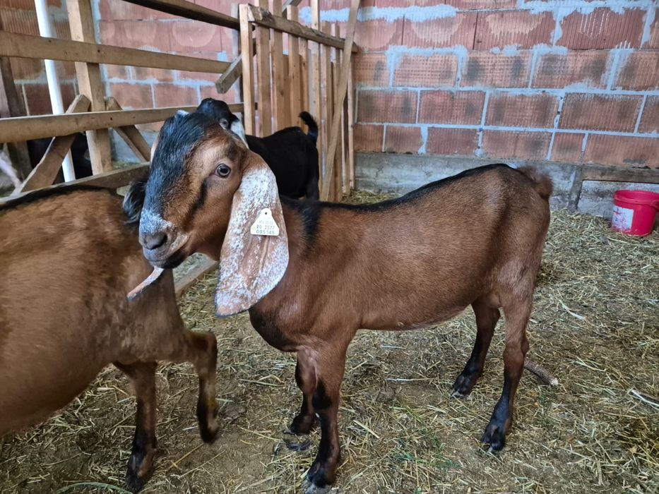 De vinzare țapi Anglo Nubian cu pedigree