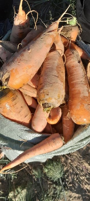 Морковь отходы для лошадей