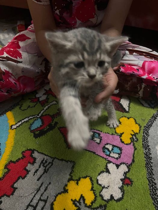 Продаётся породистые котёнка