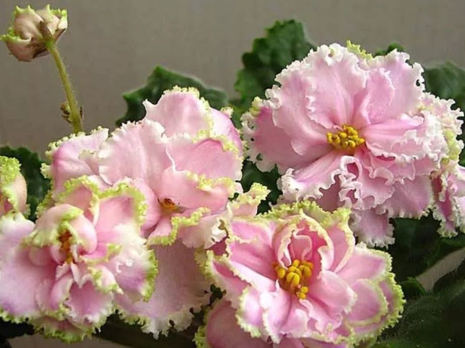 Фиалки сортовые свежесрезанным листом