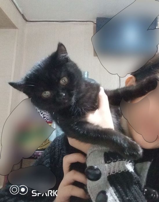 Продам кошку скотиш страйт чёрный
