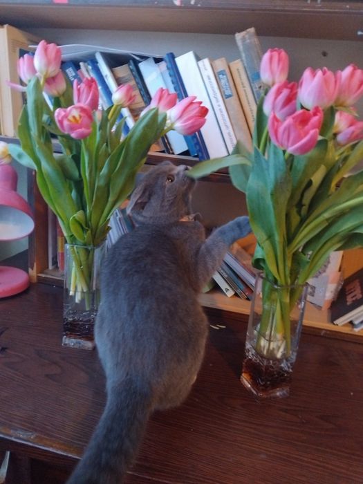 Britanskiy fold mushukcha