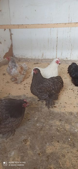 Продам курей Кохинхин