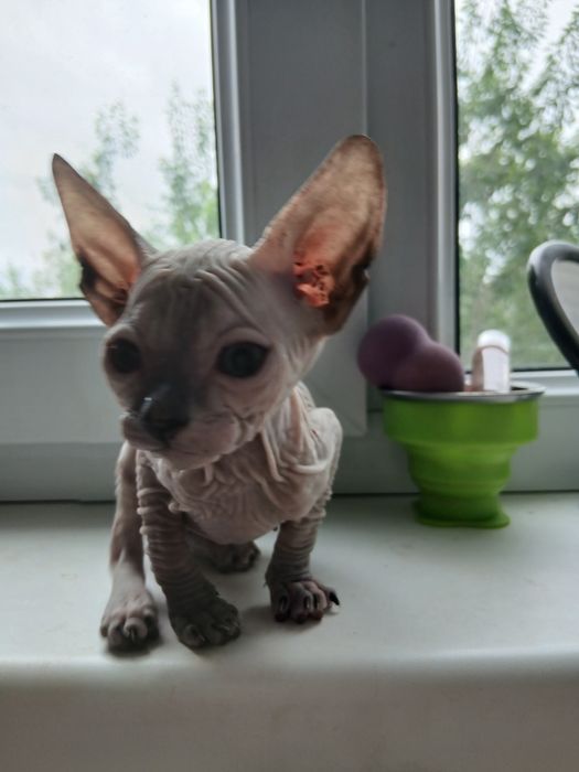 Продам милых котят.