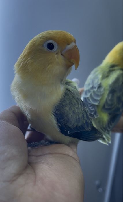 Неразлучник опалайн,ручной попугай