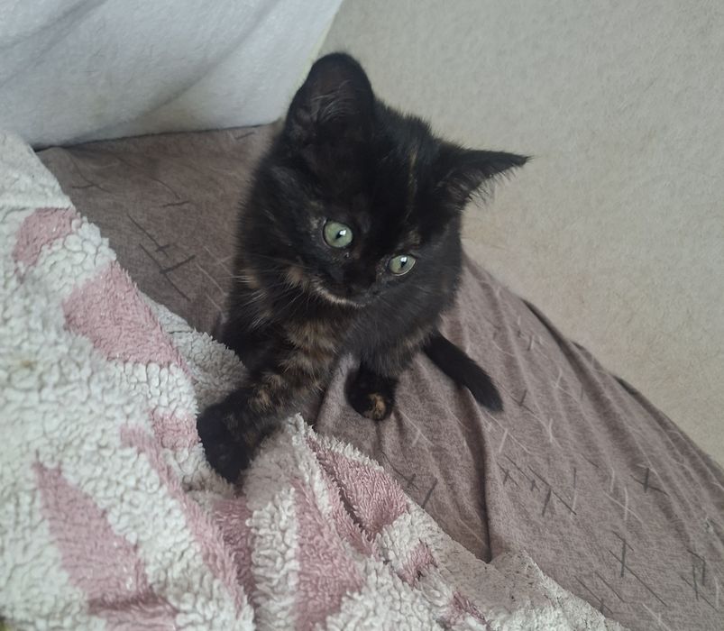 Отдам котёнка в добрые руки