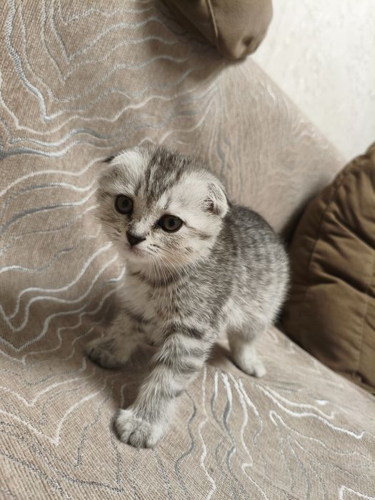 Продаю шотландски веслоуху