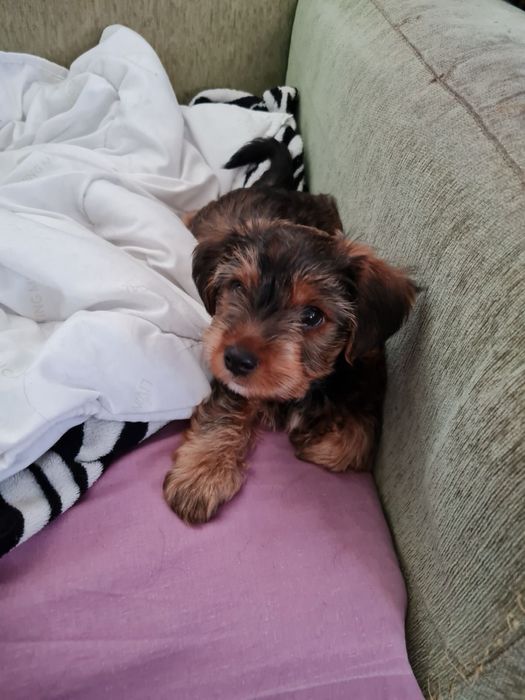 Йоркширски териер