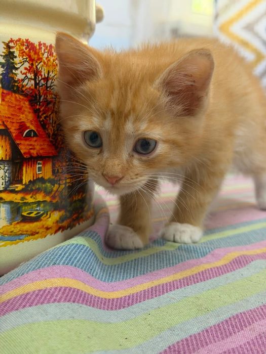 Котята в хорошие руки!