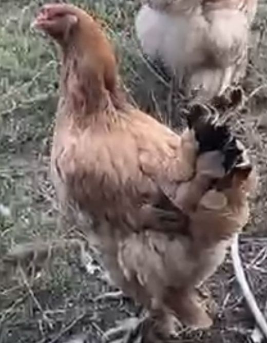 Курица брама 3-4 года