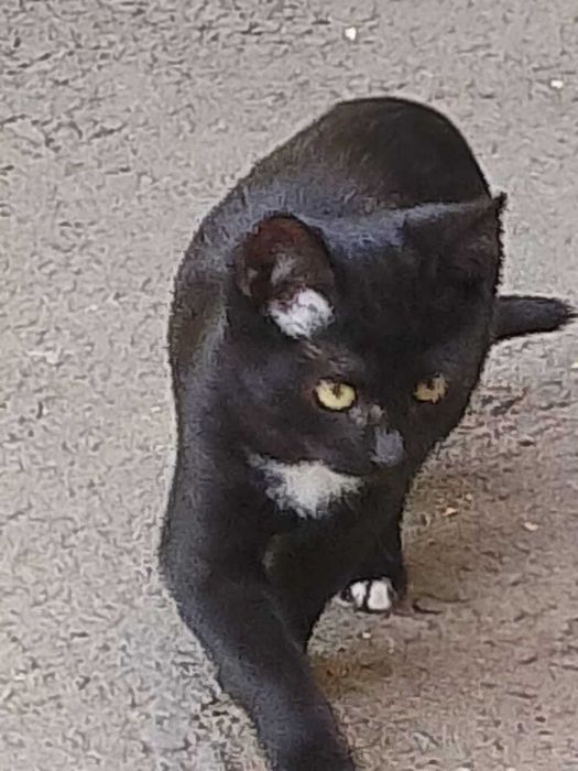 Отдам в добрые руки котенка