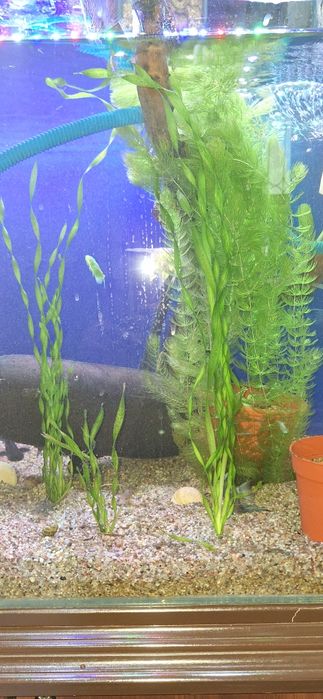 Аквариумные растения