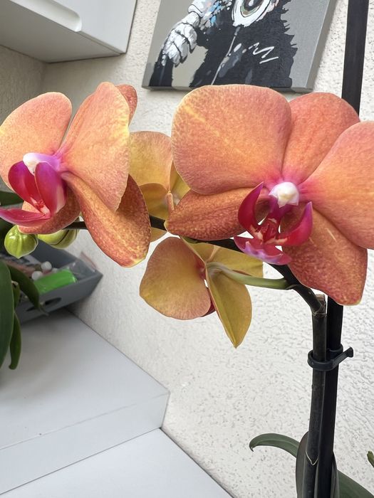 Орхидея адаптированые для домашнего интерьера