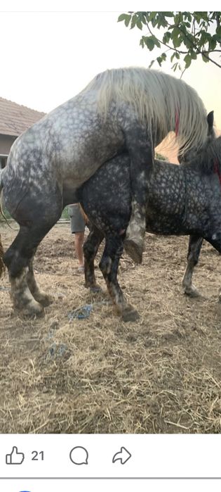 Vând armasar si iapă