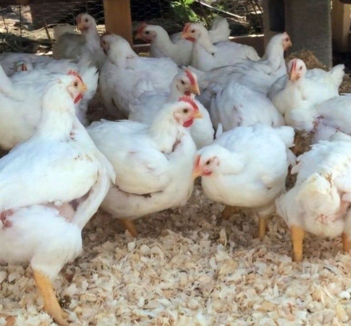 Avem pui alb de carne și pui rasă mixtă