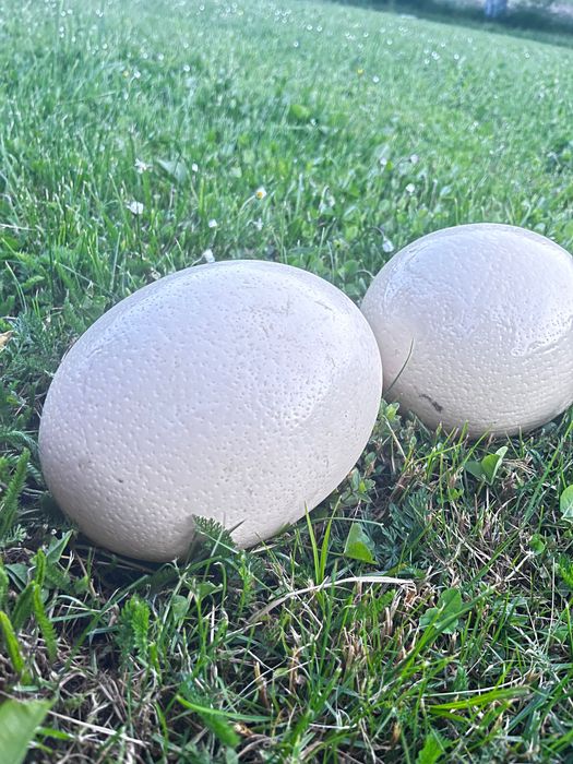 Ouă de struț pentru consum și incubat