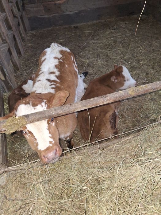 Бычки 3 головы 1.5 месяца