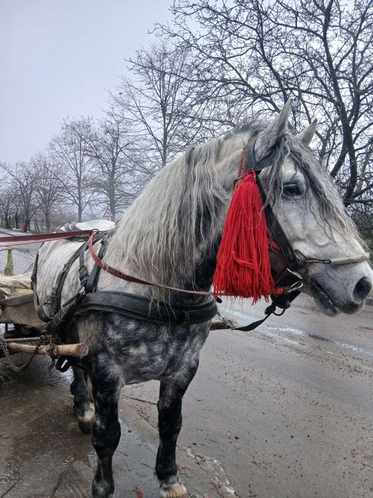 Harmăsar de vânzare